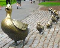 boston way garden public ducklings