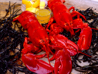 Lobsters - favorite Labor Day weekend meal in Boston Lobsters - favorite Labor Day weekend meal in Boston
