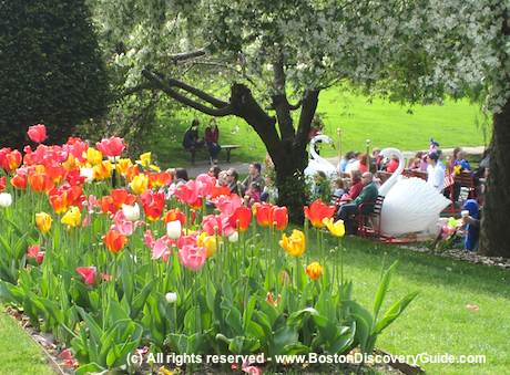 http://www.boston-discovery-guide.com/image-files/460-boston-public-garden-1.jpg