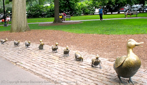 Hotels In Boston >> 500-duck-statues.jpg Hotels In Boston >> 500-duck-statues.jpg