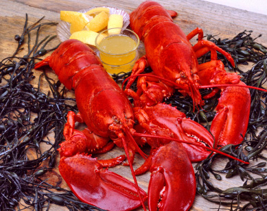 Most Boston seafood restaurants feature boiled lobster, like this pair shown with drawn butter and lemon on a bed of seaweed