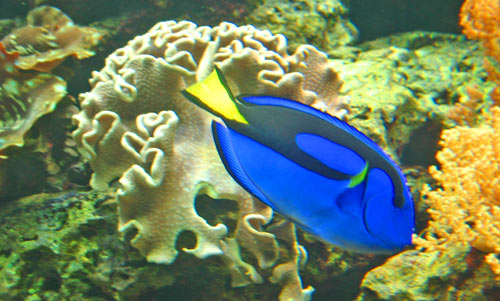coldwater aquarium fish. Best aquarium fish