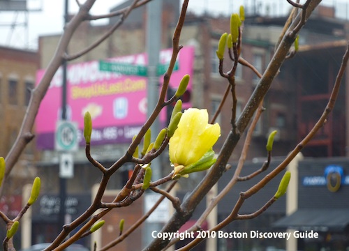 magnolia tree buds. on yellow magnolia tree on