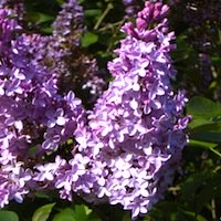 Lilac Sunday at Arnold Arboretum Lilac Sunday at Arnold Arboretum