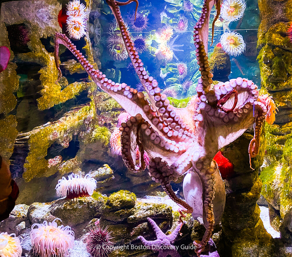 Octopus, anenomies, and starfish at the New England Aquarium