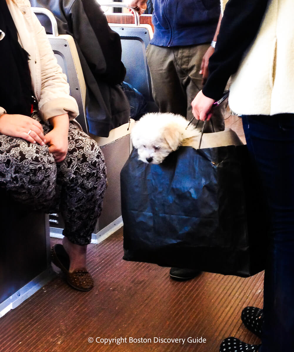 Dog in a shopping bag on Boston's subway