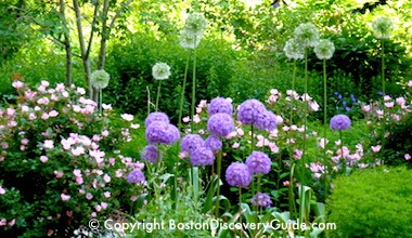 Beacon Hill hidden garden photo Charlestown Garden Tour