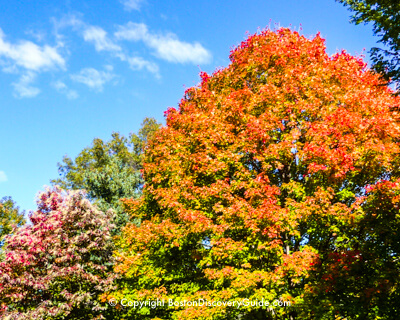 Where and how to see fall foliage in Boston and New England