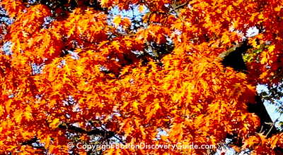 Boston fall foliage tours and cruises