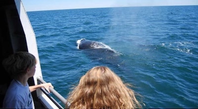 Whale spotted on a Boston whale watching cruise Whale watching cruise