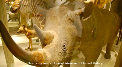 Harvard Museum of Natural History</h3>
Harvard Museum of Natural History</h3>