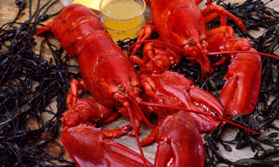 Boston restaurants - How to eat a lobster