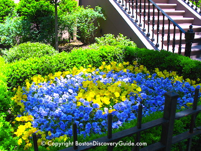 Where to see spring flowers in Boston