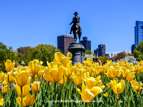 Boston's Public Garden with yellow tulips in bloom during May