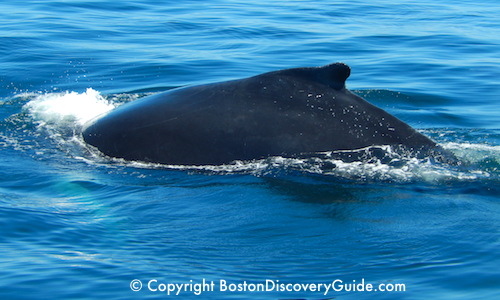 Whale Watching Cruises 