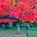 Fall foliage in Boston - where to see it