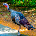 Wild turkey crossing road -  Boston