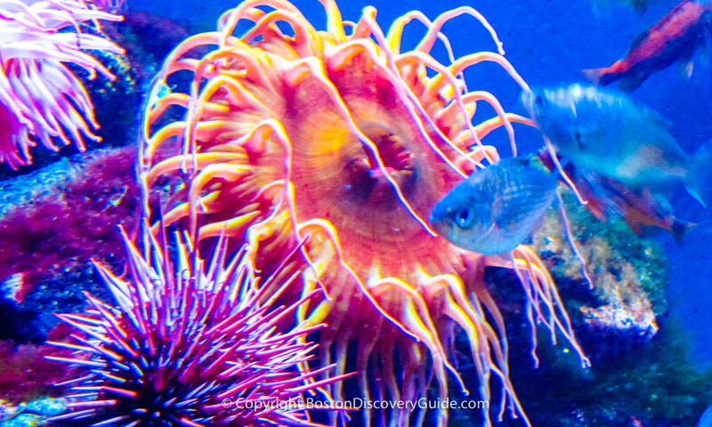February vacation week in Boston - New England Aquarium February vacation week in Boston - New England Aquarium