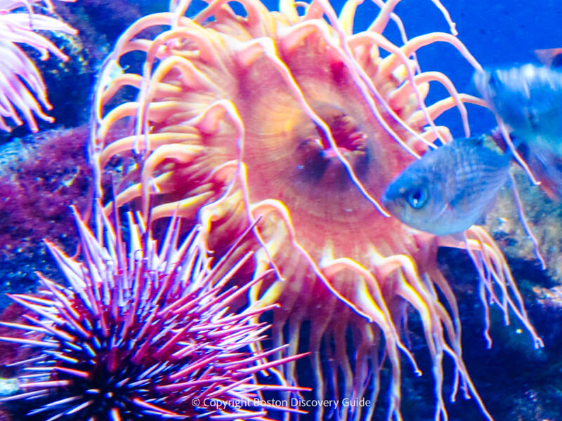 A spiny sea urchin dines on algae along the surface of the coral reef the sea anemone next to it gets ready to catch a nearby fish for dinner