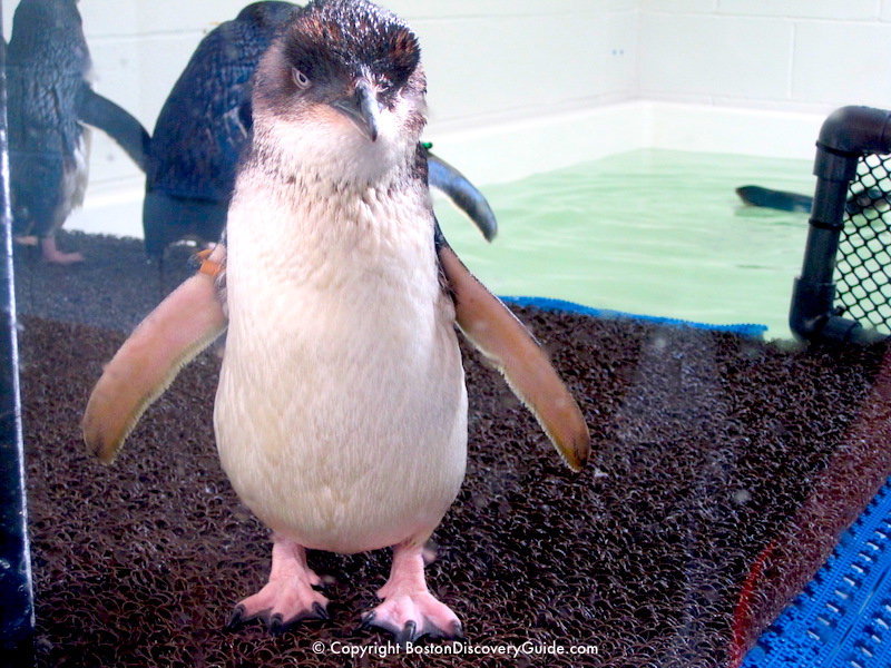 This penguin just finished a swim This penguin just finished a swim