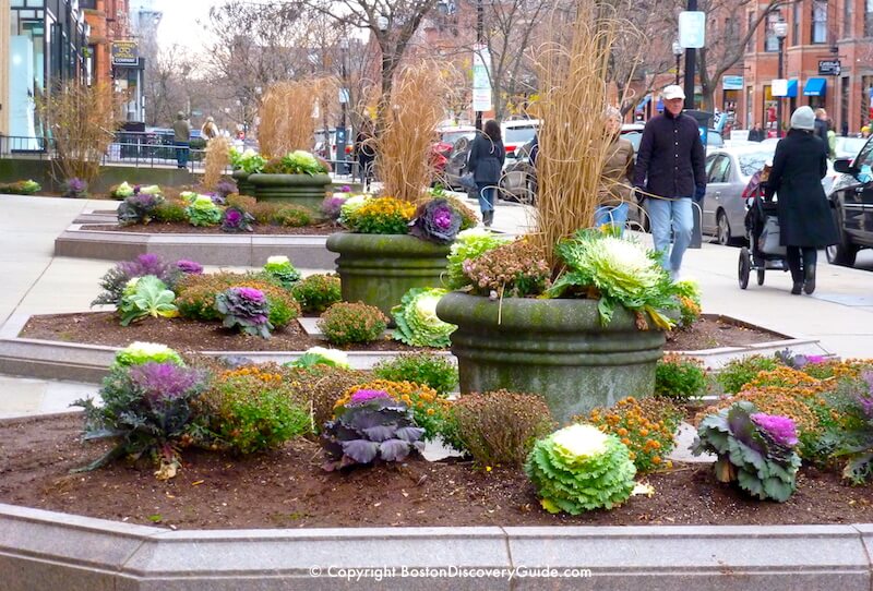 Color fall plants still in place in Boston's Back Bay neighborhood in early December