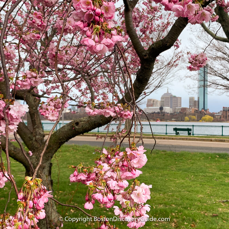 Tulips and narcissus blooming in early April in Back Bay