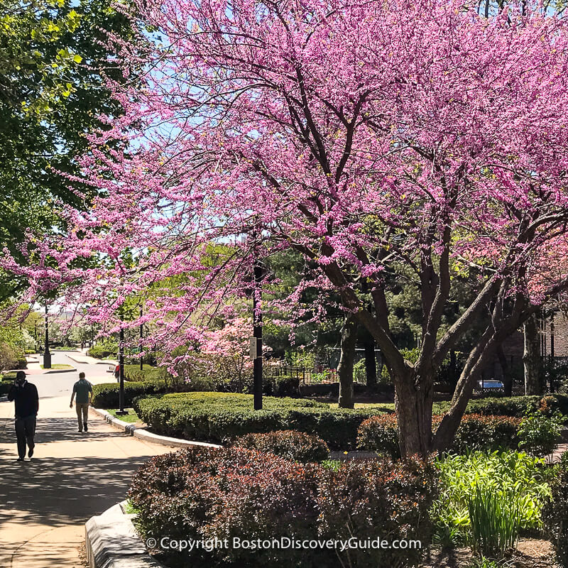 Southwest Corridor Park in Boston's South End with magnolias in full bloom in late April