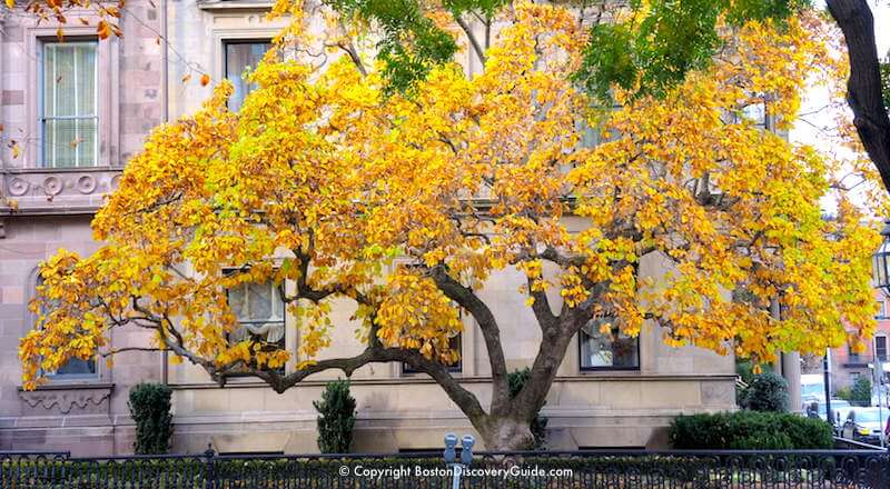 More brilliant foliage in Back Bay More brilliant foliage in Back Bay