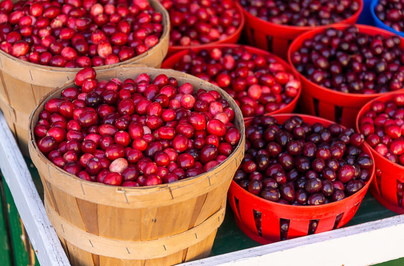 Freshly harvested cranberries - Photo credit: iStock.com/Marc Bruxelle