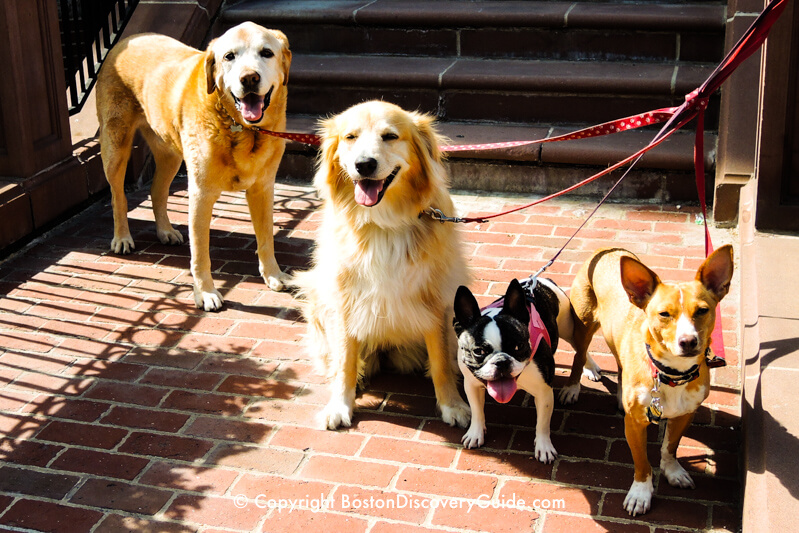 Blessing of the Animals ceremony in Boston's North End