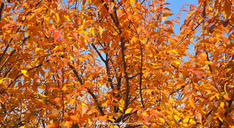 Brilliant orange leaves in the Arnold Arboretum