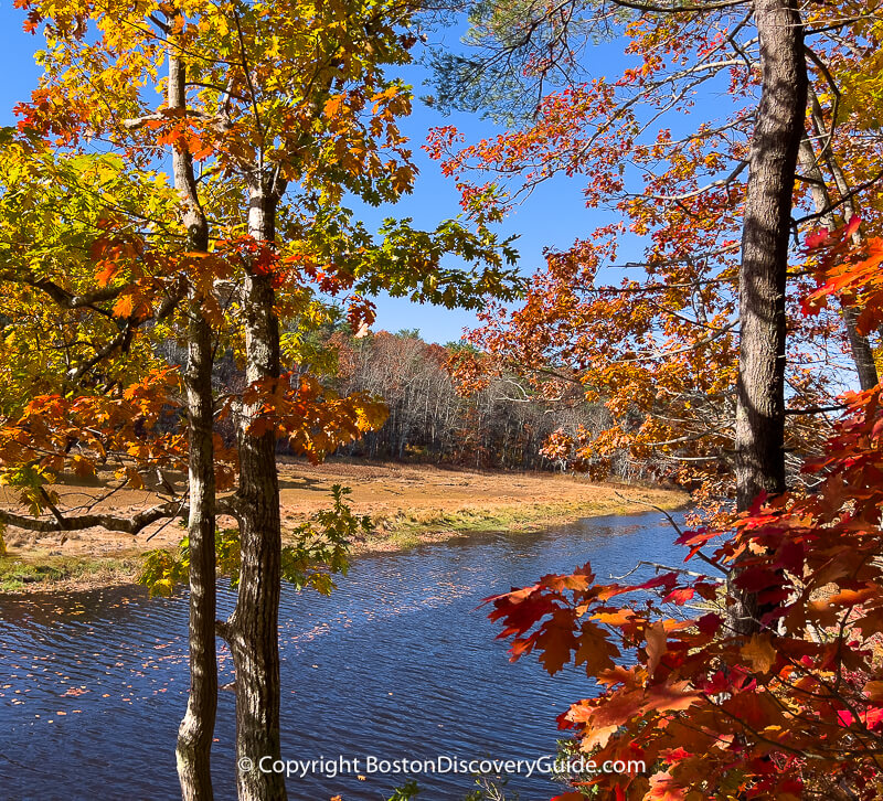 Fall foliage later in the fall in Boston