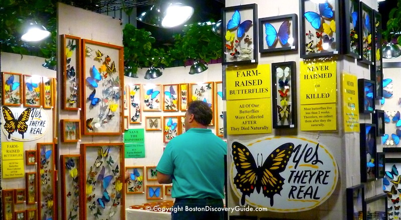 Boston Flower and Garden Show - Butterfly display