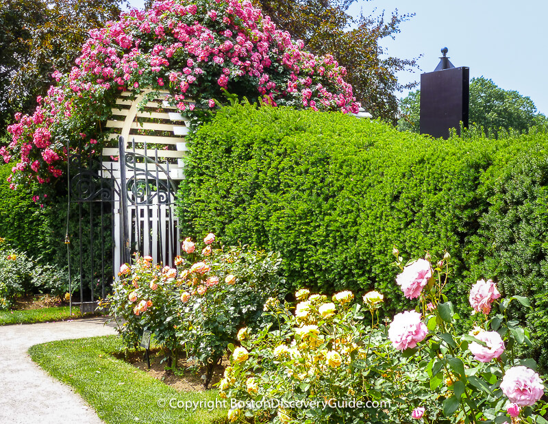 Roses blooming in the Kelleher Rose Garden in June Roses blooming in the Kelleher Rose Garden in June