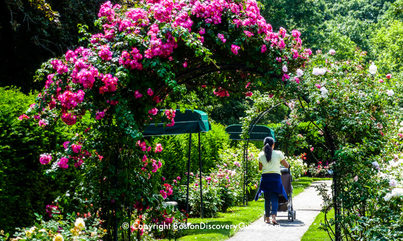 Kelleher Rose Garden near Fenway Park