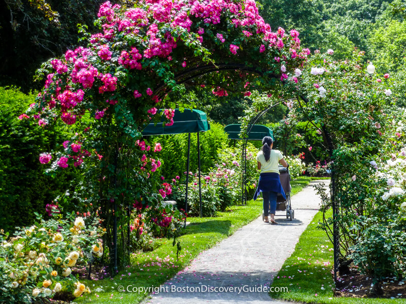 Rose trellis in Boston's Kelleher Rose Garden