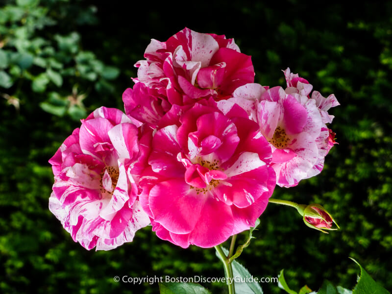 Striped roses