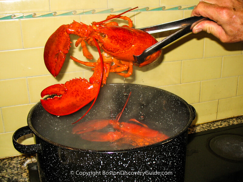 Lifting the lobsters out of the cooking pot