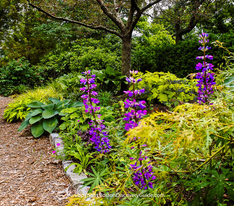 Lupines in a Cambridge garden