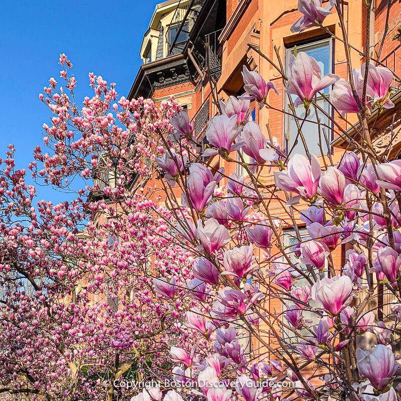 Tulips and narcissus blooming in early April in Back Bay