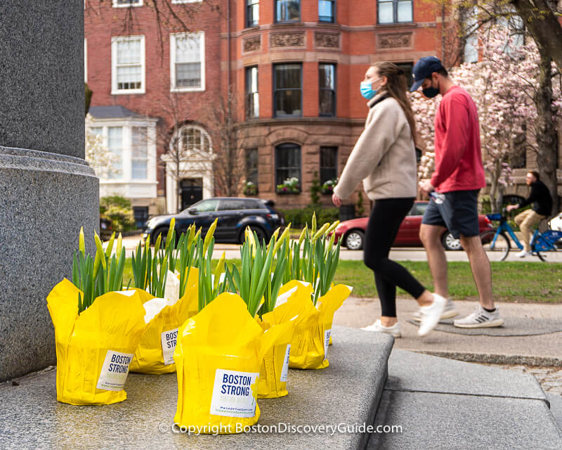 Marathon Daffodils on Commonwealth Avenue Mall in Back Bay Marathon Daffodils on Commonwealth Avenue Mall in Back Bay