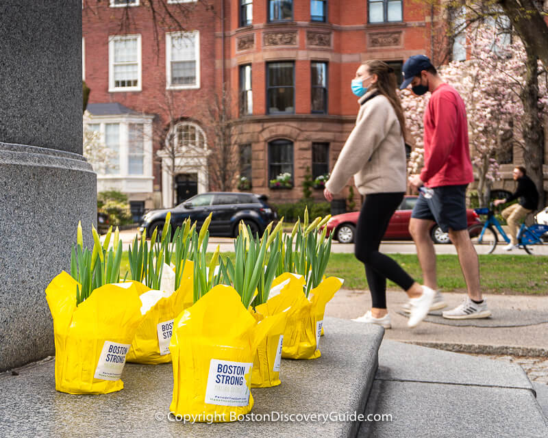Yellow daffodils on Comm Ave Mall on Marathon Day