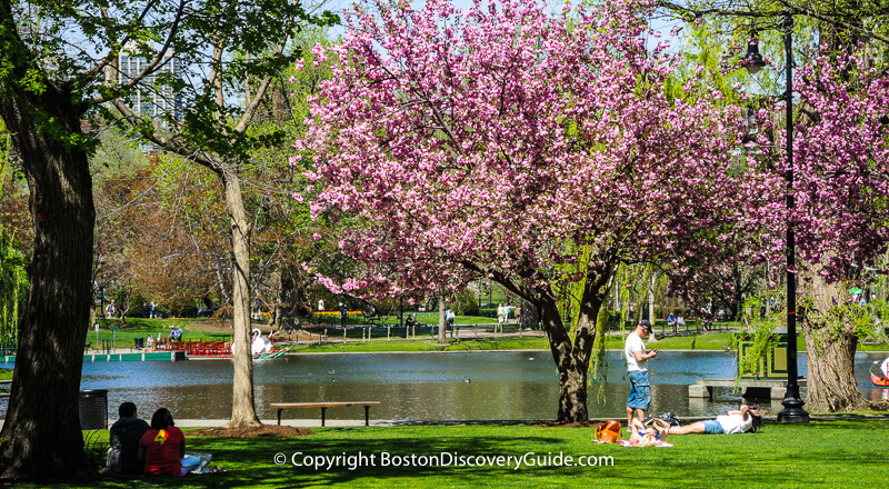 Boston's Public Garden in spring Boston's Public Garden in spring