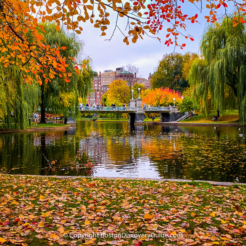 Fall foliage around the Lagoon in Boston's Public Garden