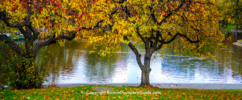 Fall foliage around the Lagoon in Boston's Public Garden Fall foliage around the Lagoon in Boston's Public Garden