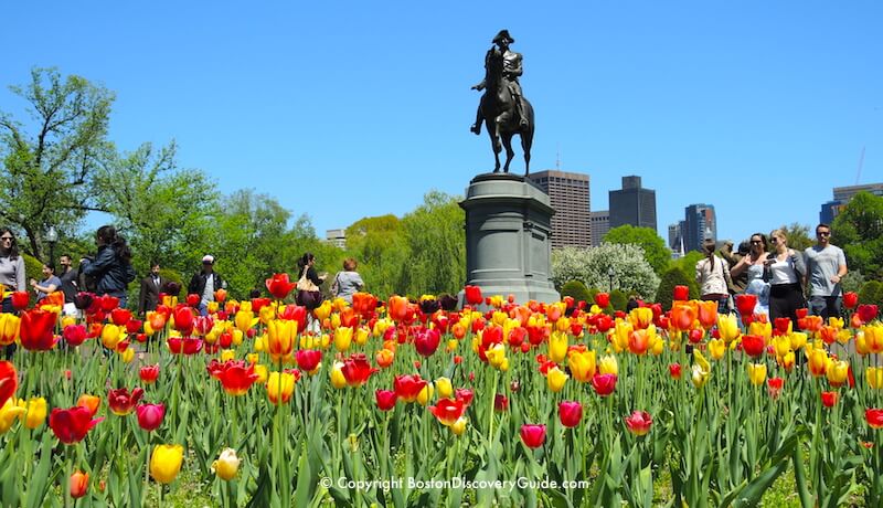 Want to see these spectacular tulips in Boston's Public Garden from your hotel room?  Stay at the Taj Boston