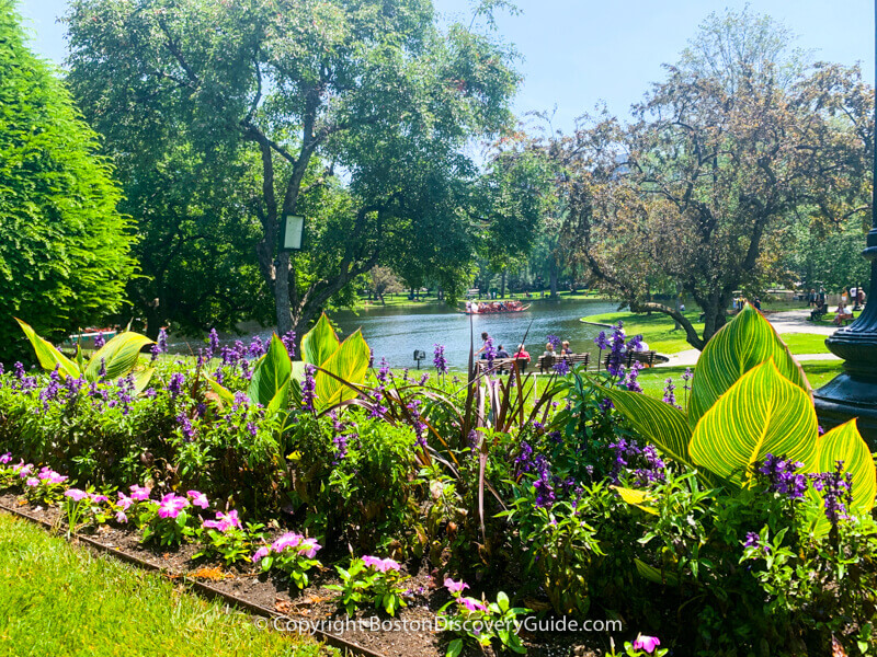 Boston's Public Garden in August, with the lagoon and a swan boat in the background