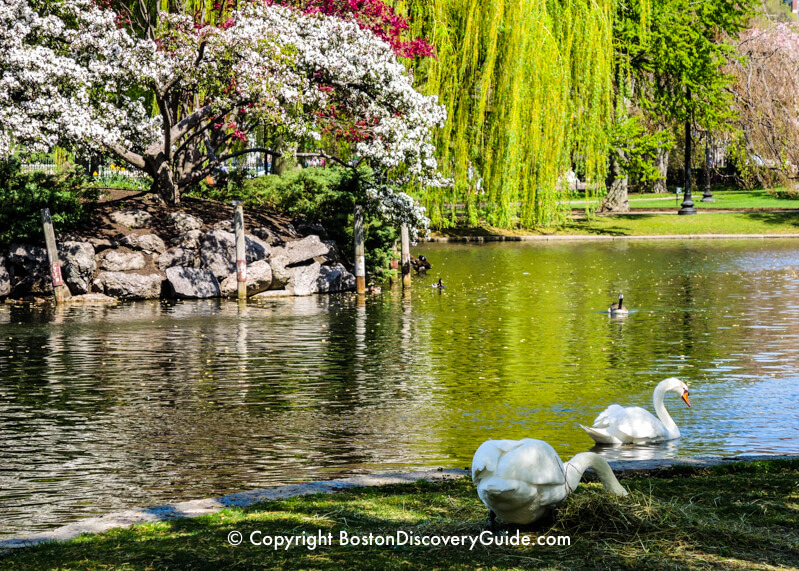 Swans in Boston Public Garden 