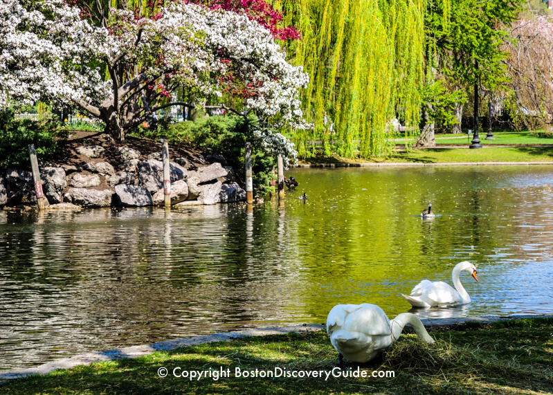 Boston S Public Garden 10 Top Attractions Boston Discovery Guide