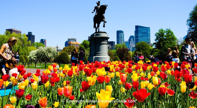 Tulips blooming in Boston's Public Garden in May